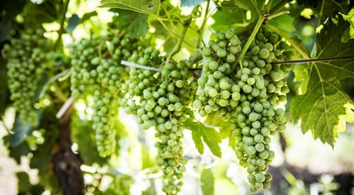 basf_romania_aliman_grapes_mood24_stafylli