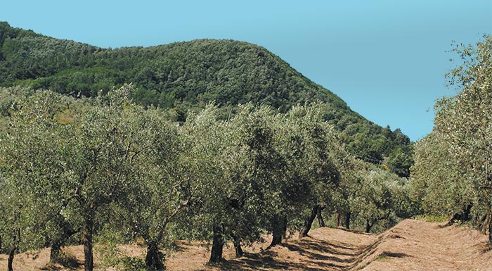 orthes-kalliergitikes-praktikes-gia-veltisti-paragogi-elaiokoµikon-proionton-215551