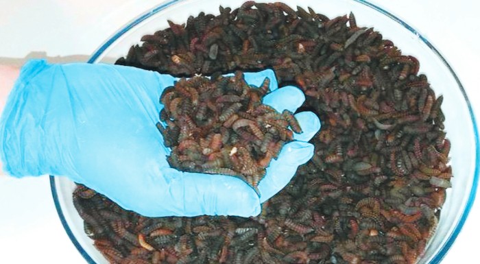 meta-tis-ichthyotrofes-se-ptinotrofia-choirotrofia-i-axiopoiisi-ton-entomon-os-zootrofi-218354