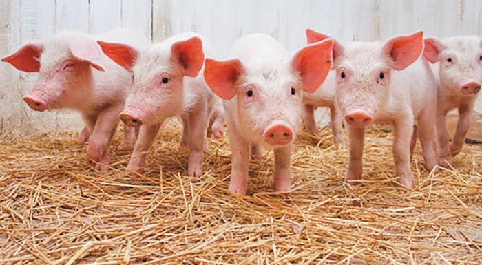 eu-pig-evropaiko-diktyo-choirotrofon-gia-ti-metafora-kainotomias-kai-gnosis-216009