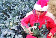 Κιλκίς: Αγρότης καλλιεργεί τα λαχανικά του υπό τους ήχους χριστουγεννιάτικης μουσικής