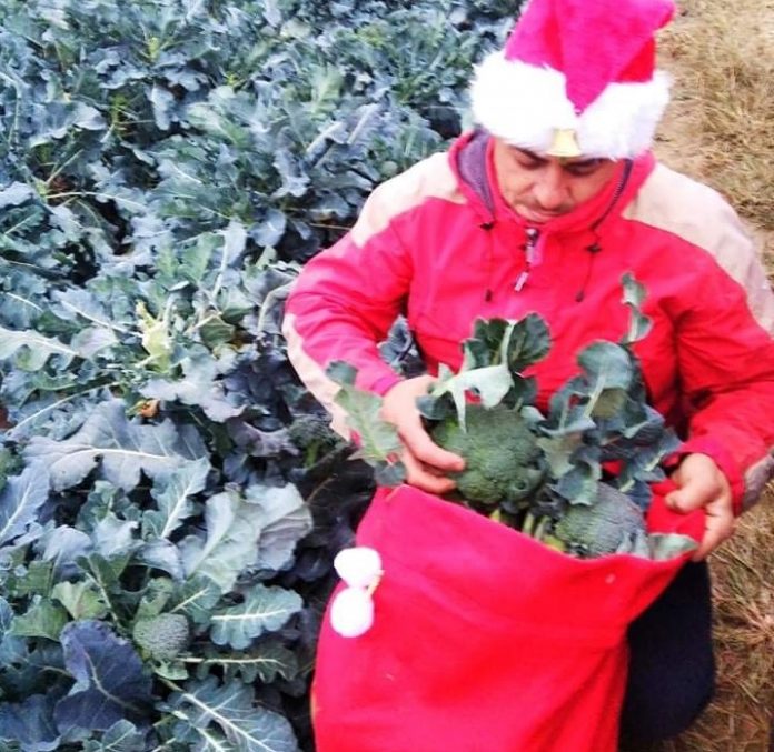 Κιλκίς: Αγρότης καλλιεργεί τα λαχανικά του υπό τους ήχους χριστουγεννιάτικης μουσικής