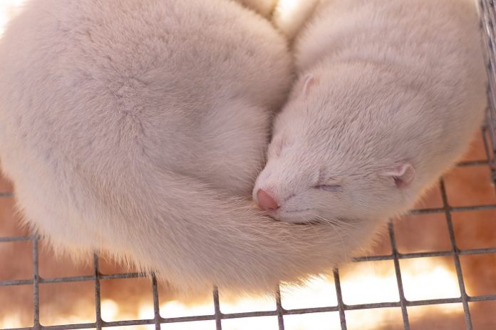 mink