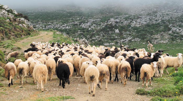 stenazoun-oi-ktinotrofoi-tis-voreiodytikis-chalkidikis-apo-tin-apoleia-tis-exisotikis-apozimiosis-218474