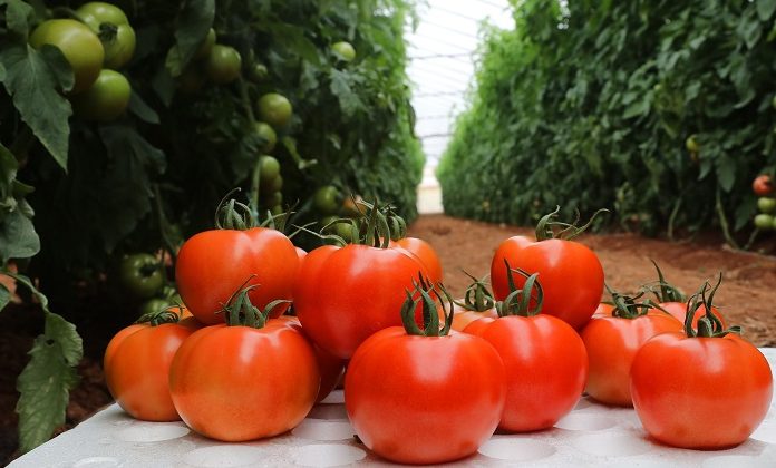 syngenta-lansor-stin-agora-to-1o-yvridio-megalokarpis-tomatas-me-anochi-stin-iosi-kastanis-rytidosis-218575