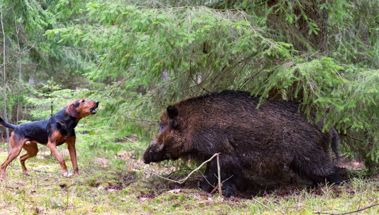 tropopoiithike-i-rythmistiki-gia-to-kynigi-agriogourounou-paratathike-mechri-28-2-2021-220672