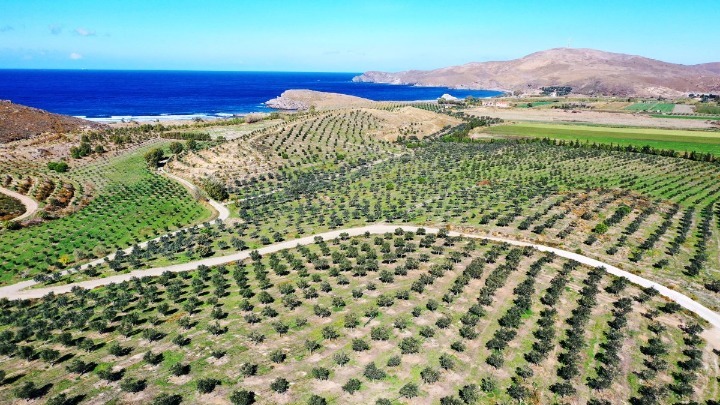 lesvos-saranta-chiliades-elies-metamorfosan-erimopoiimeni-gi-sto-sigri-220546