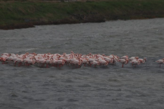 lesbos-roz-flamingko-ygrotopo-kallonis