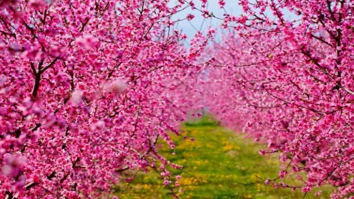 ntokimanter-national-georgaphic-anthismenes-rodakinies-beroias