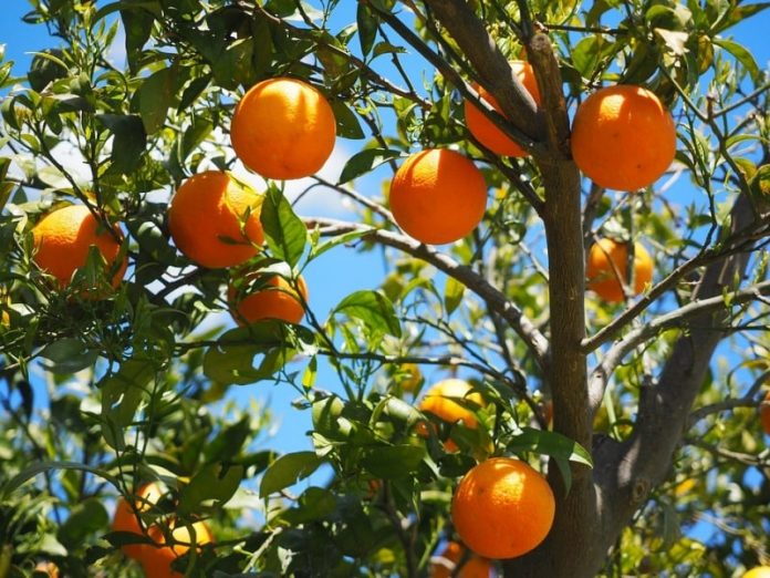 oranges-1117628_960_720