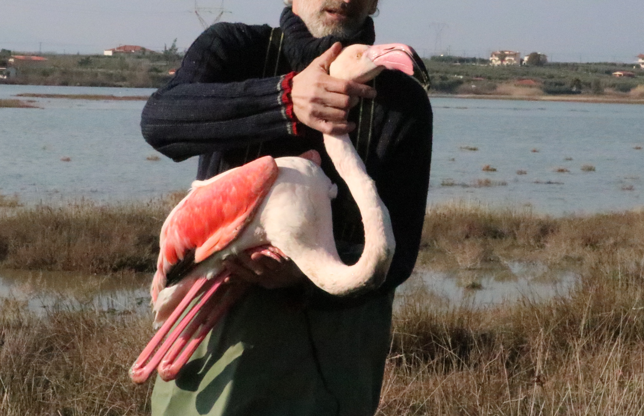 perissotera-apo-30-flamingko-dilitiriasmena-apo-kynigetika-skagia-223898