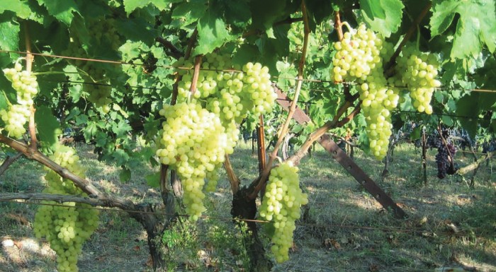 robs4crops-efarmogi-robotikon-systimaton-se-kalliergeies-epitrapeziou-stafyliou-stin-ellada-apo-ton-oktovrio-tou-2021-223271