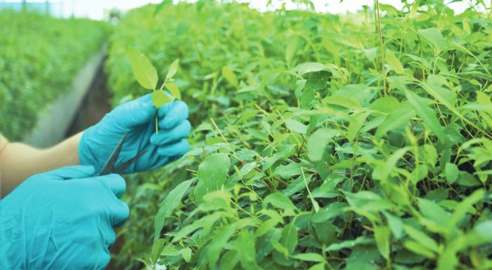 mechri-28-apriliou-i-ypovoli-protaseon-symmetochis-sta-programmata-proothisis-georgikon-proionton-223000