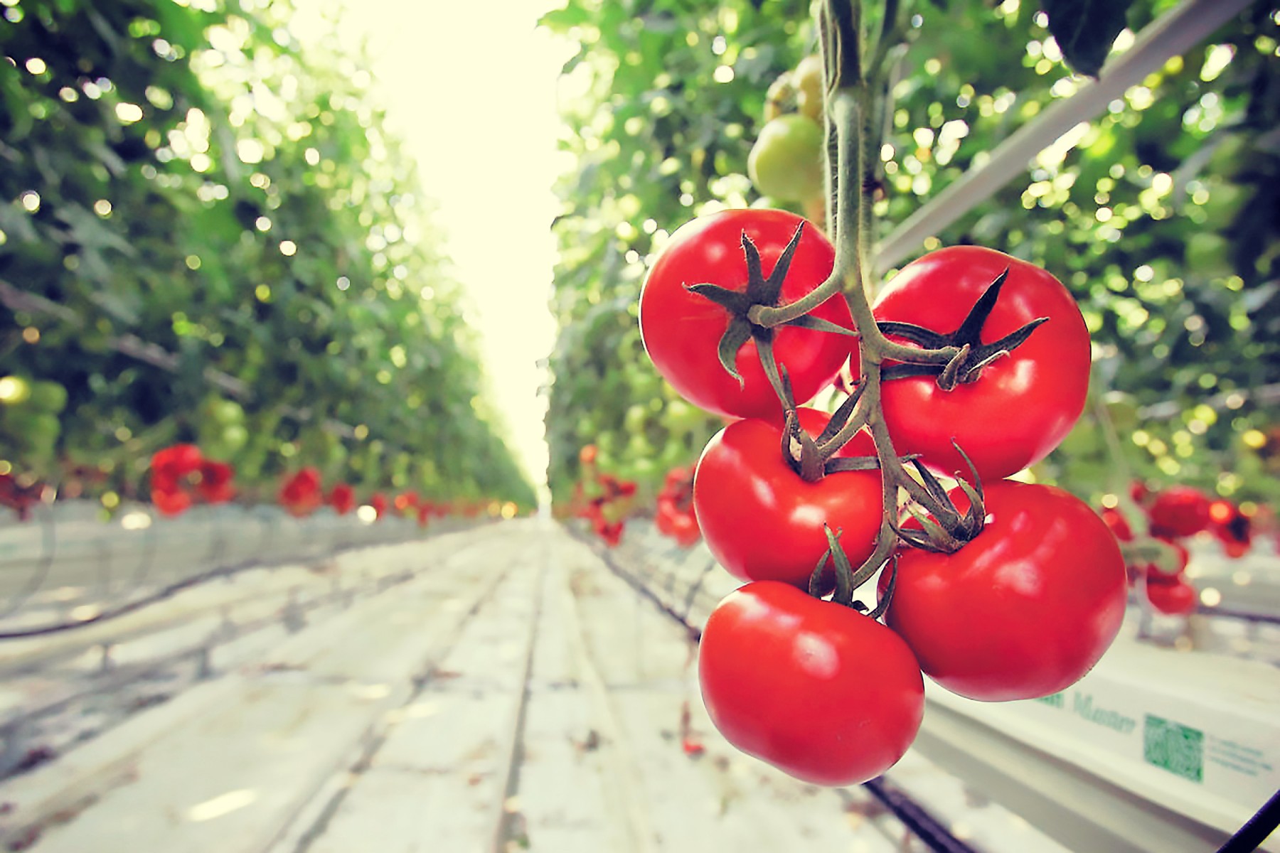 koronoenischyseis-apo-simera-i-aitisi-gia-karpouzia-patates-thermokipiakes-ntomates-kai-angouria-vouvalotrofia-221791