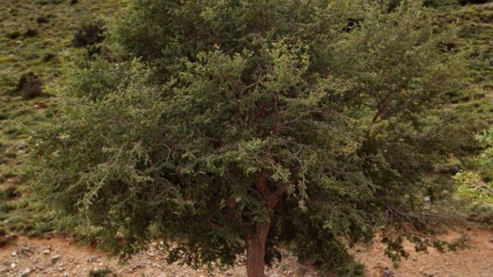 Αμπελιτσιά – Το απειλούμενο ενδημικό δέντρο της Κρήτης (βίντεο)
