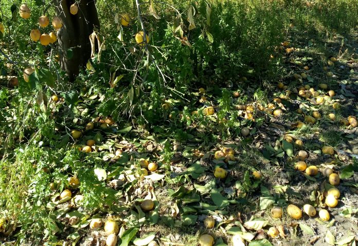 pigadi-ileias-megales-katastrofes-lemonia-apo-mideia-lene-paragogoi-