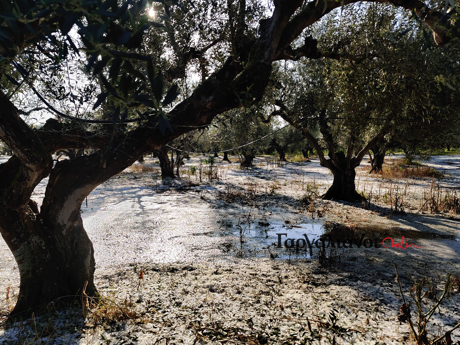 kefalonia-sovares-oi-zimies-se-abelia-kai-elaiodentra-apo-to-chalazi-227130
