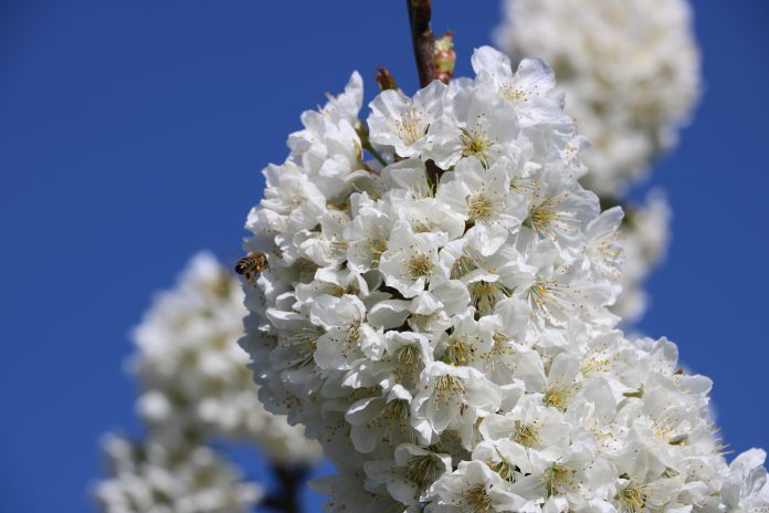2021 EdessaCityCard-CherryBlossom3
