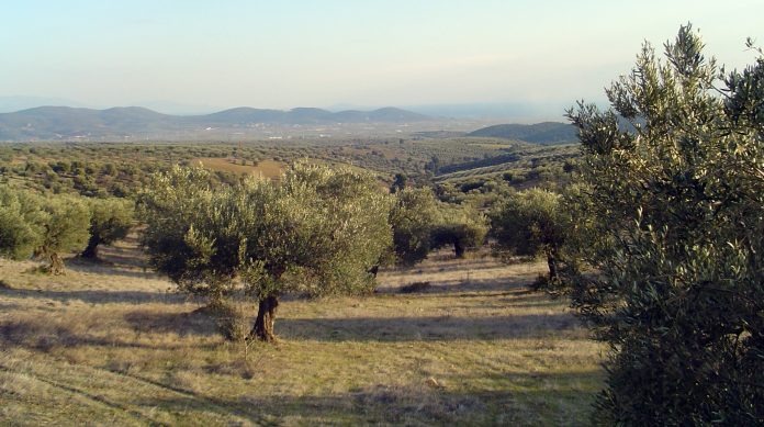 amerikaniki-georgiki-sxoli-thought-for-food-agrodiatrofiki-ekpaideysi-xalkidiki