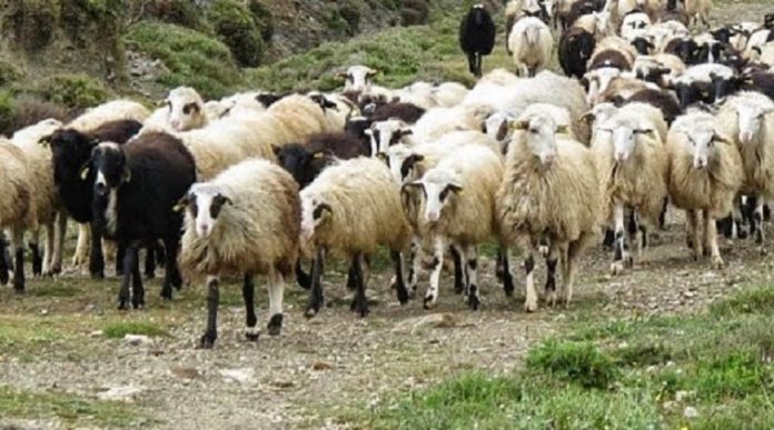 diadiktyaki-ekdilosi-syriza-lesbou-ktinotrofia
