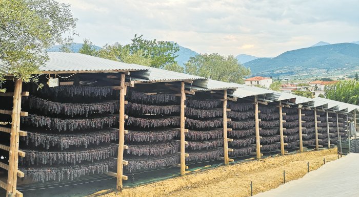 sta-charakomata-panaigialeios-exagogeis-gia-tin-korinthiaki-stafida-229487