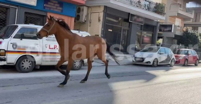 Λάρισα: «Σούζα τ’ αλογάκι» – Έκοβε βόλτες στην πόλη μέχρι να το σταματήσουν (βίντεο)