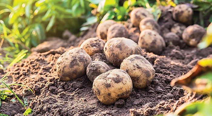 parapebetai-etaireia-pou-diakinouse-posotites-patatas-me-pseftiki-endeixi-229361