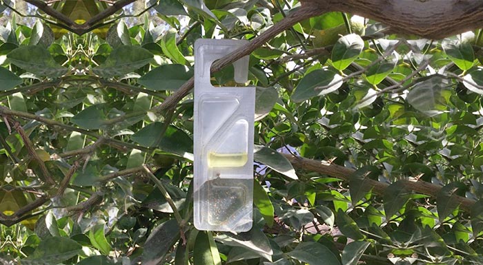 i-bayer-parousiazei-to-vynyty-citrus-gia-ton-elegcho-ton-epivlavon-organismon-sta-esperidoeidi-228886