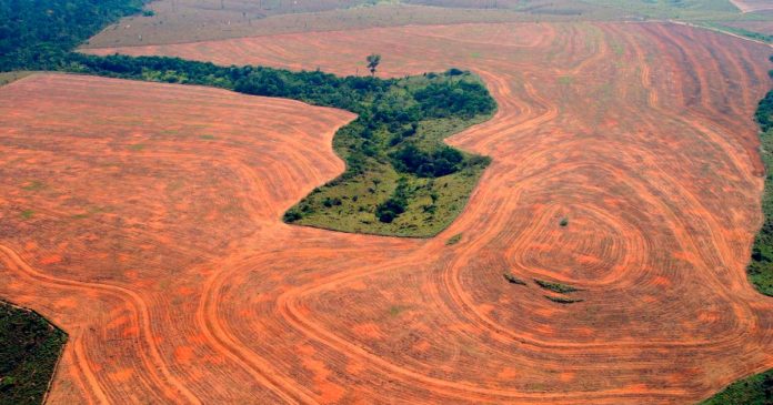 amazonios