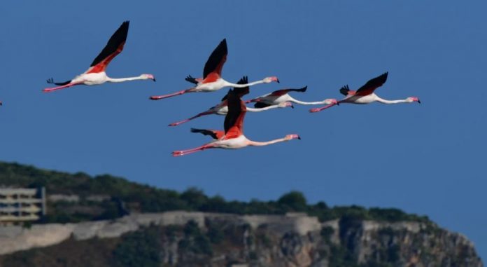 flamingko-epestrepsan-nayplio-eikones