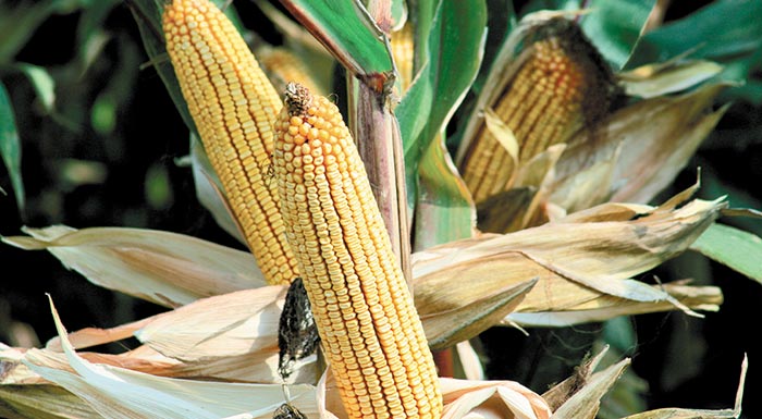 crop-solutions-stin-kalliergeia-kalabokiou-230383