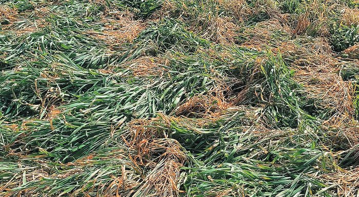 sitira-kamena-apo-ton-pageto-ta-proima-kerdismenes-oi-opsimes-spores-230087