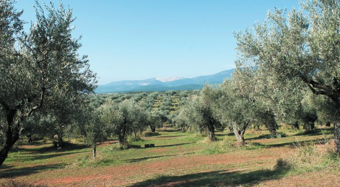 apofasi-tou-perifereiakou-symvouliou-peloponnisou-gia-ta-provlimata-tis-elaiokalliergeias-232398