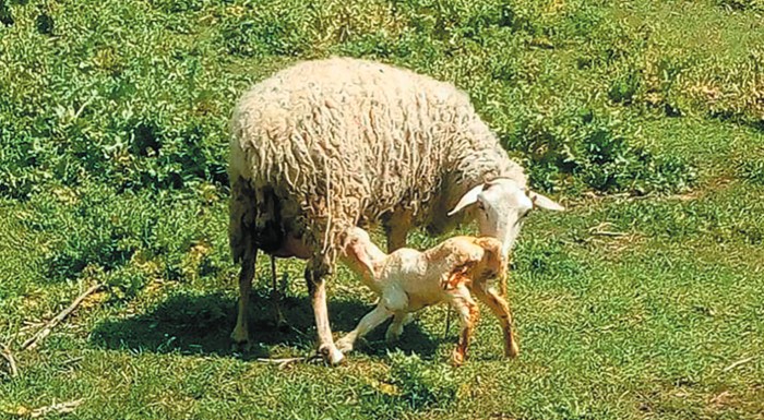 ena-pascha-den-fernei-tin-anoixi-stin-elliniki-ktinotrofia-230633