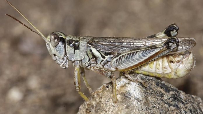 akrides