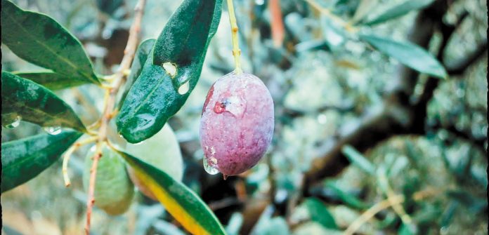 dakoktonia_large