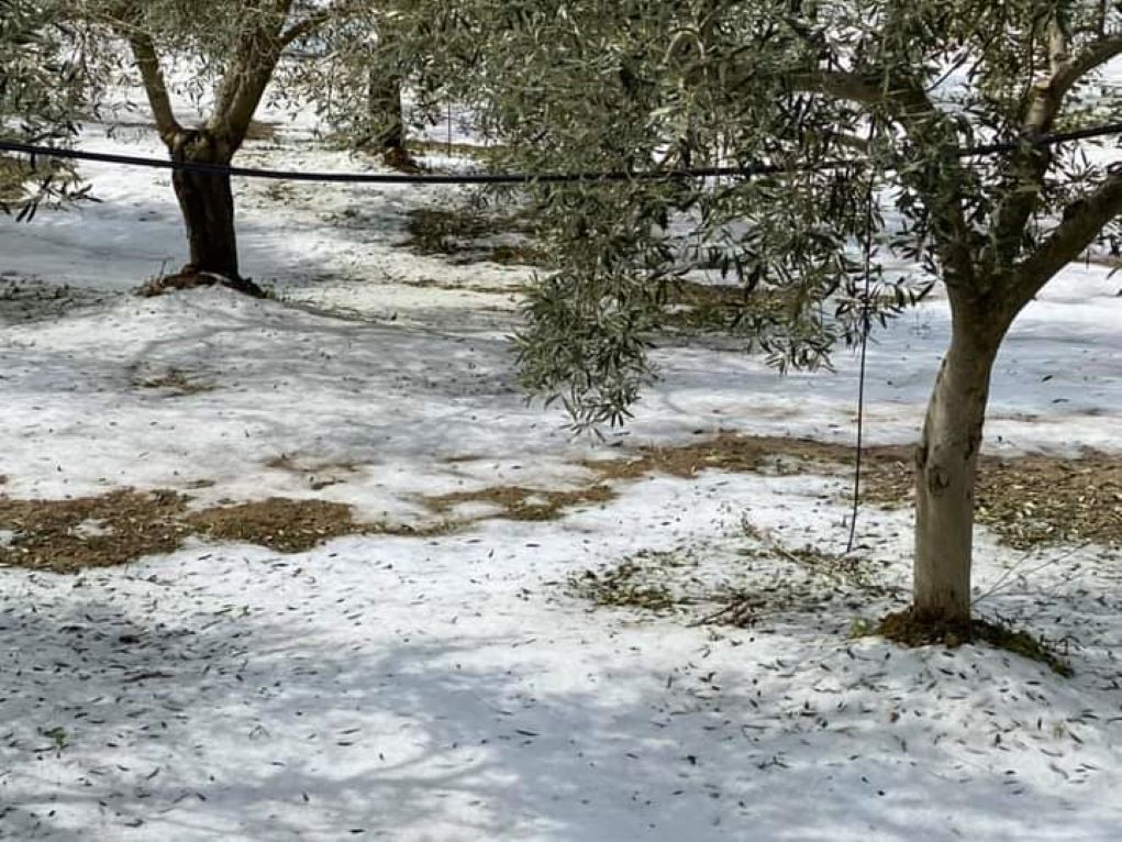 kozani-kinitopoiisi-agroton-sto-ypokatastima-tou-elga-233982