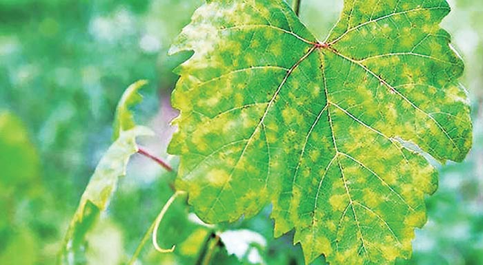 abeli-kalliergitika-metra-gia-ton-periorismo-peronosporou-oidiou-kai-votryti-233845