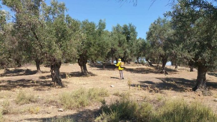 triti-xronia-xoris-maksouli-elaionas-lesbou-ksekinise-dakoktonia-ixitiko