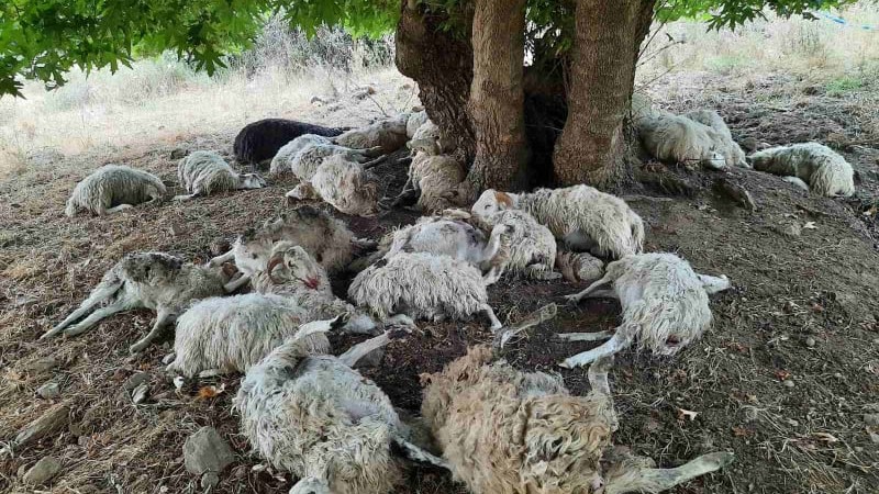 chania-keravnos-skotose-30-provata-stin-asi-gonia-233949