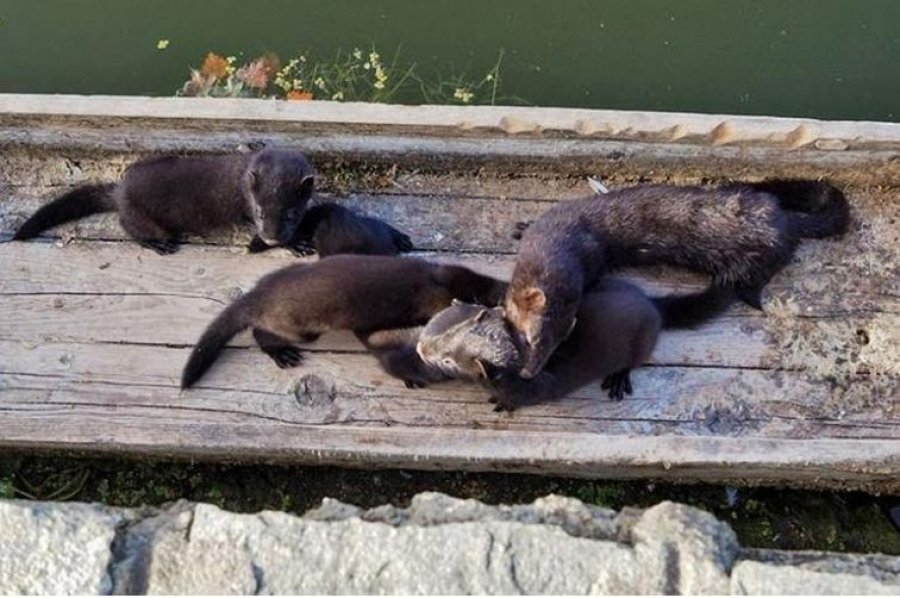 eisvoli-peinasmenon-mink-stin-kozani-vinteo-236234