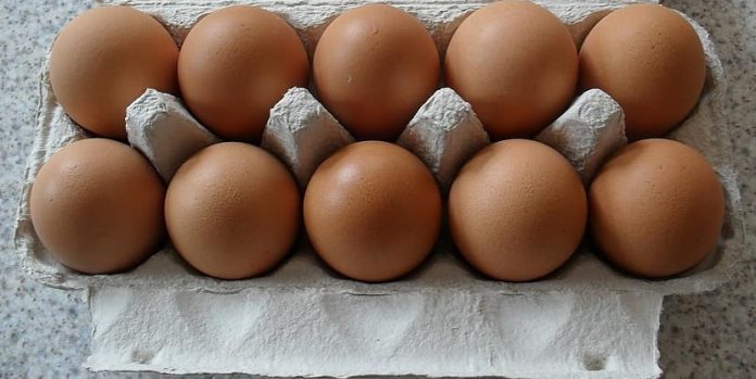 egg-egg-carton-protein-proteins-chicken-eggs-brown-organic-eggs