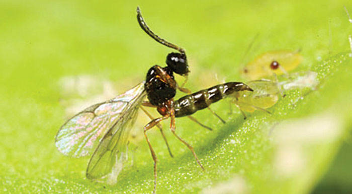 fytoprostasia-oi-ypourgoi-georgias-zitisan-meleti-gia-tin-axiopoiisi-ton-viologikon-methodon-katapolemisis-236746