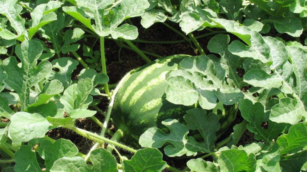 sp-livanos-dyo-fores-i-enischysi-gia-karpouzi-kai-patata-stin-ileia-236475