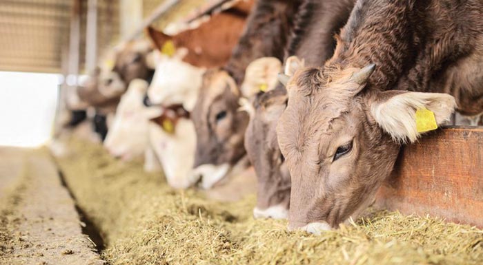 g-a-s-i-enosi-agroton-na-min-apokleistei-kanenas-dikaiouchos-ktinotrofos-apo-tin-enischysi-stis-zootrofes-237637