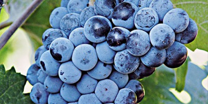 vine-sos-pio-anthektikes-stin-klimatiki-allagi-8-paradosiakes-ntopies-poikilies-abelou-236405