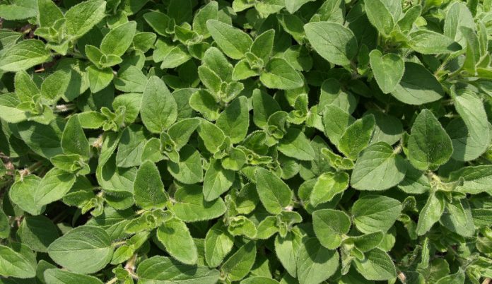oregano-rigani