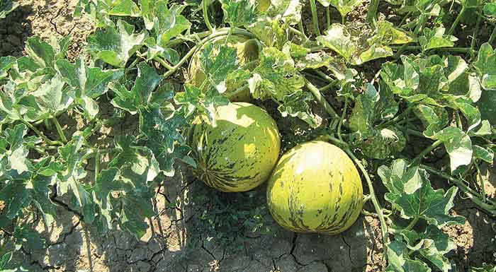 programma-neon-agroton-gia-to-peponi-237833