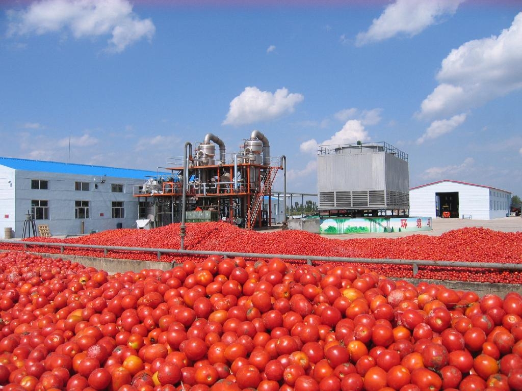 anoigoun-ta-ergostasia-tis-ileias-gia-tin-tomata-236021