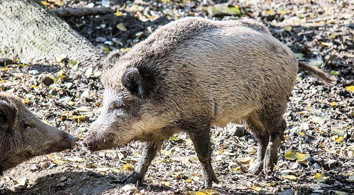 terasties-katastrofes-se-kalliergisimes-ektaseis-apo-agriogourouna-239255